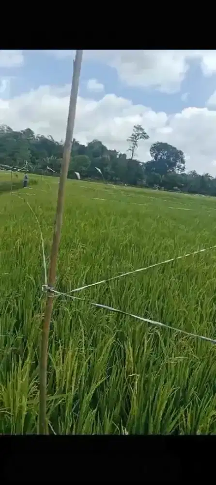 Dijual sawah luas 402 meter