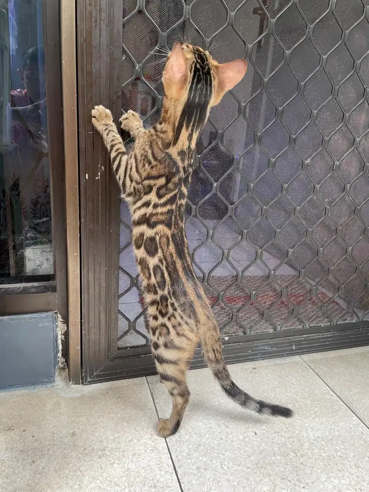 Anak Kucing eksotis