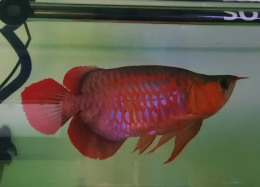 Arwana super red