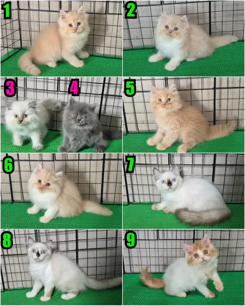 Kitten kucing persia medium
