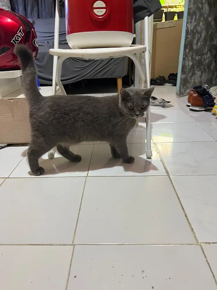 British Shorthair BSH Betina Line Ped Blue Solid