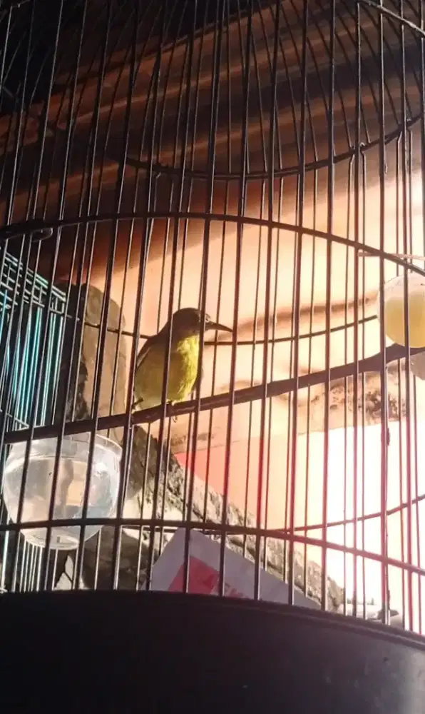 Burung Kolibri kelapa