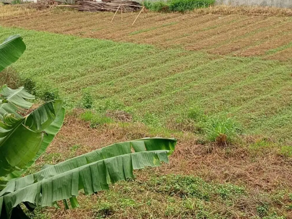 DIJUAL CEPAT LAHAN LUAS HANYA SISA 1 UNIT POSISI DI MAINROAD JATINANGOR  Sangat cocok untuk dibangun Rumah Kost, cafe, rumah makan