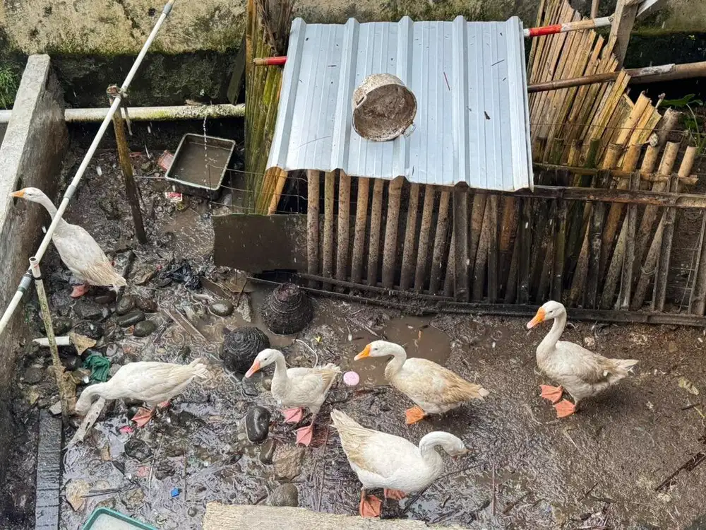 Dijual per ekor Angsa / Soang Sehat Siap Pelihara