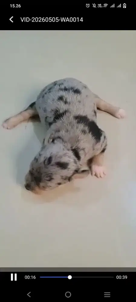 Chihuahua merle & warna lain