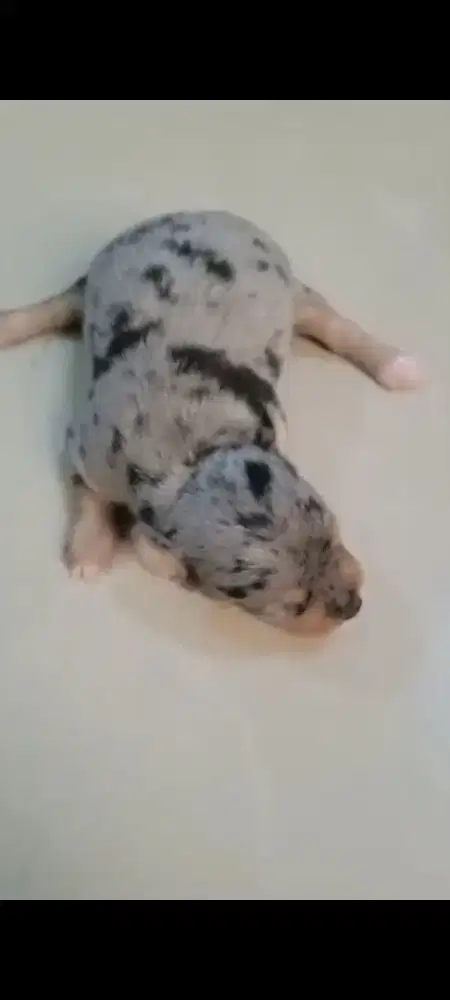Chihuahua, ada banyak warna merle