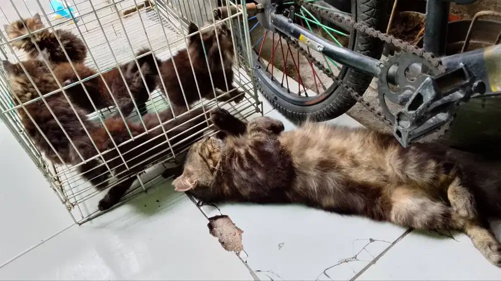 Kitten maincoon