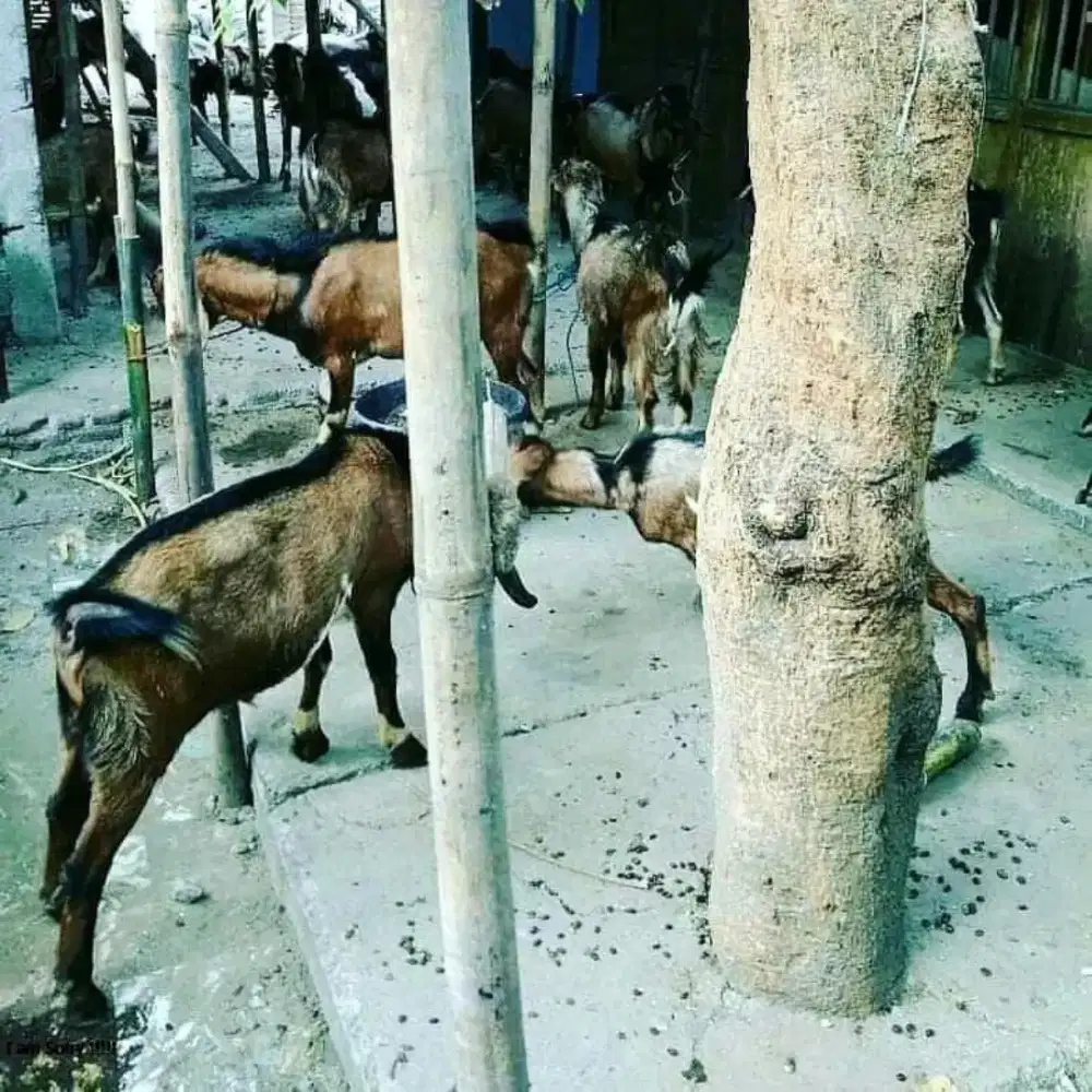 Kambing Qurban Termurah Solo Raya buka di Rumah sendiri Bukan24 jam