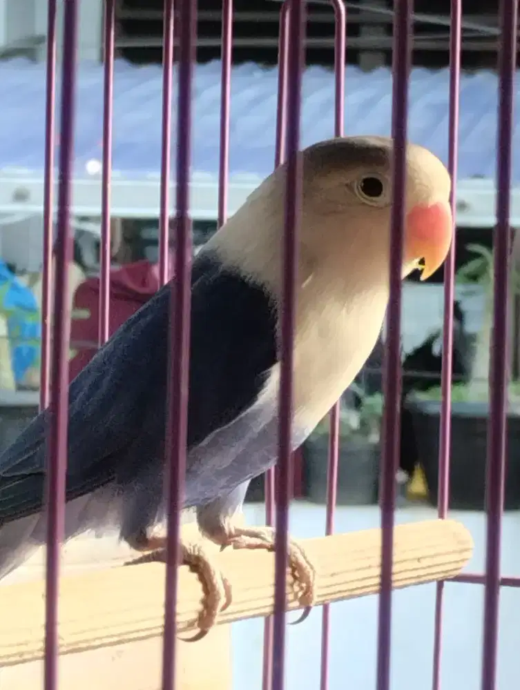 Love bird violet full set
