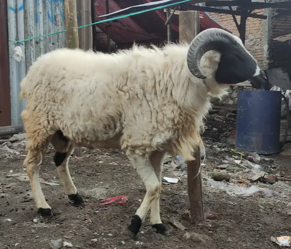 Domba Qurban Sesuai Syariat Islam