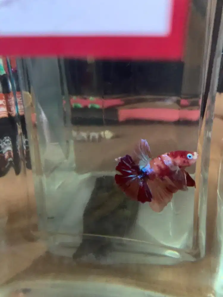 ikan cupan plakat koi