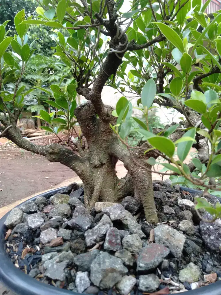 Kimeng bonsai bahan