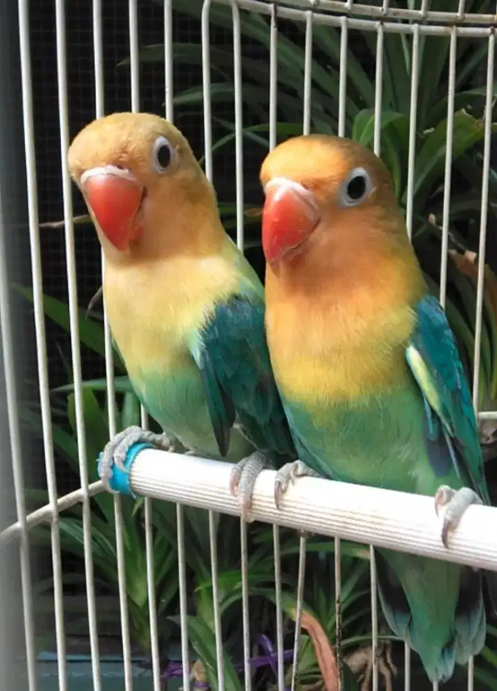 Burung Lovebird