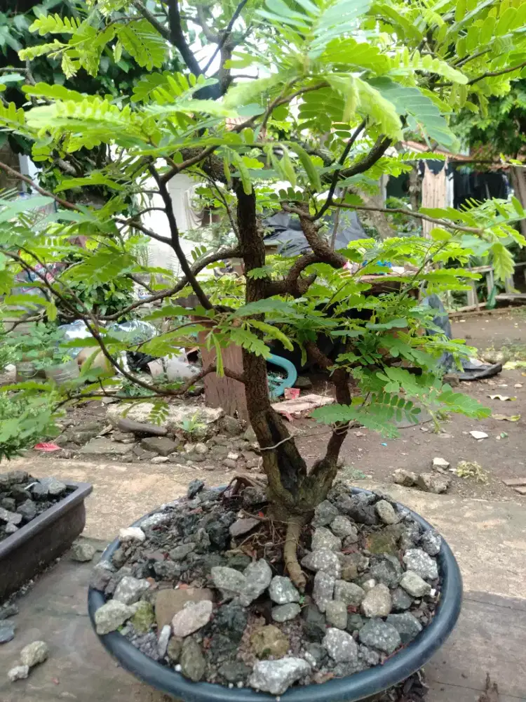Bahan bonsai Thamrin asem jawa