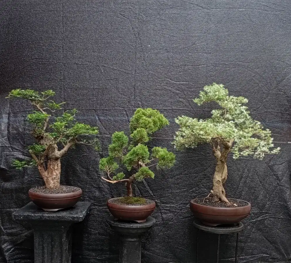 Cantik siap pajang bonsai 3 pohon