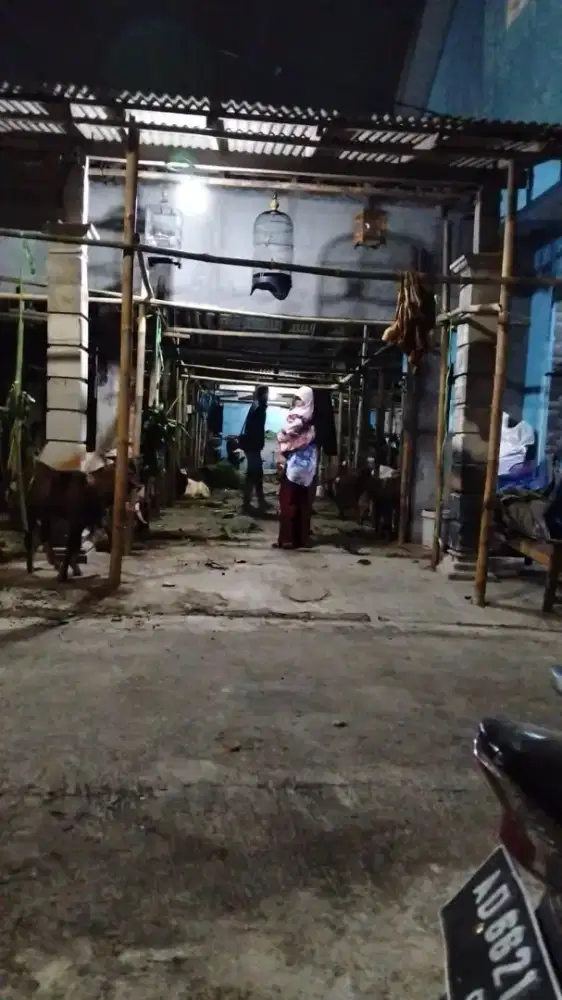 Kambing Qurban  Buka 24 jam di rumah sendiri AMAN TERMURAH