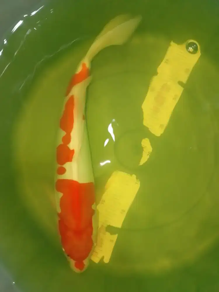 Ikan koi jenis Kohaku Doitsu 41cm High Quality