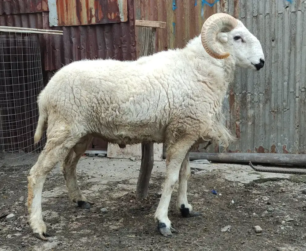 Domba Qurban Putih Kasep Pisan