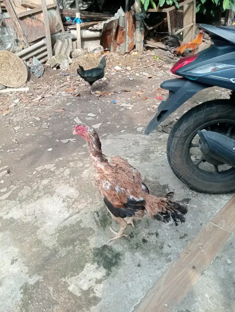 Ayam betina shamo