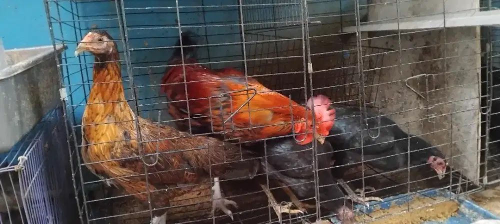 Ayam kampung asli besar sehat