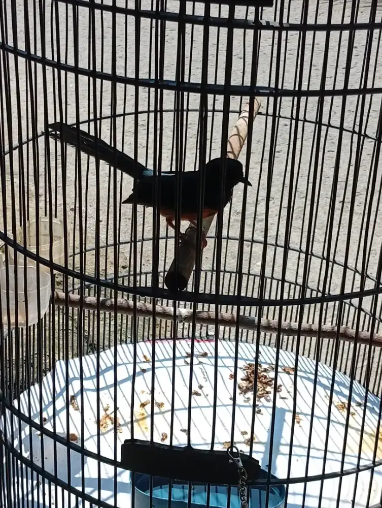 Burung murai medan lg ganti baju