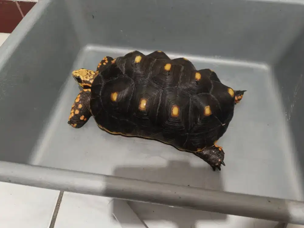 Kura Kura Red foot indukan