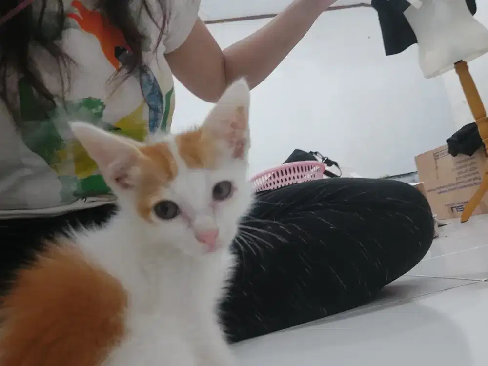 Kucing persia x mainecoon