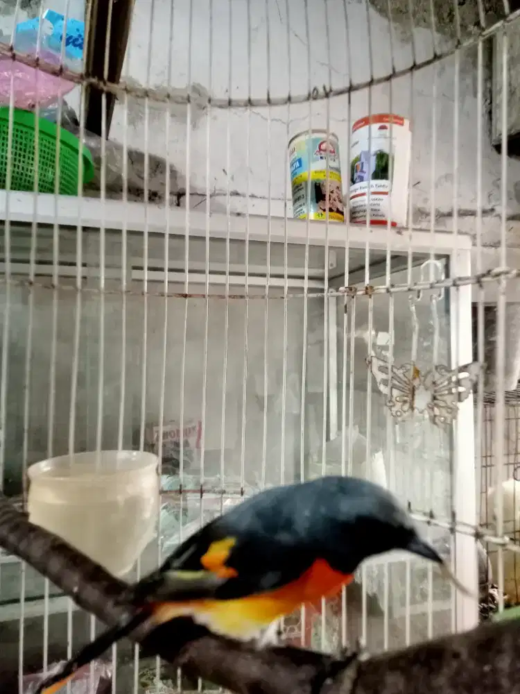 Burung mantenan mini