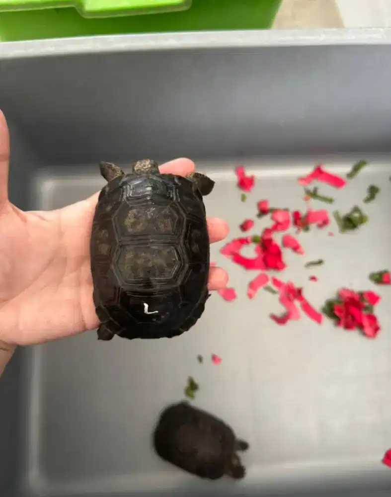 kura darat aldabra 9cm mulus