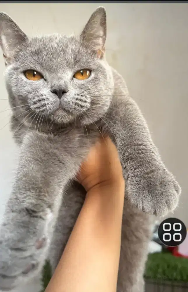 Di Jual kucing BSH jeni kelamin Betina usia baru 5 bulan
