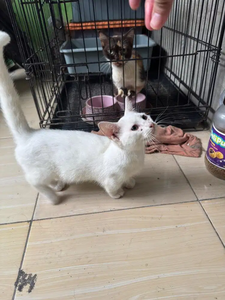 Kucing munchkin