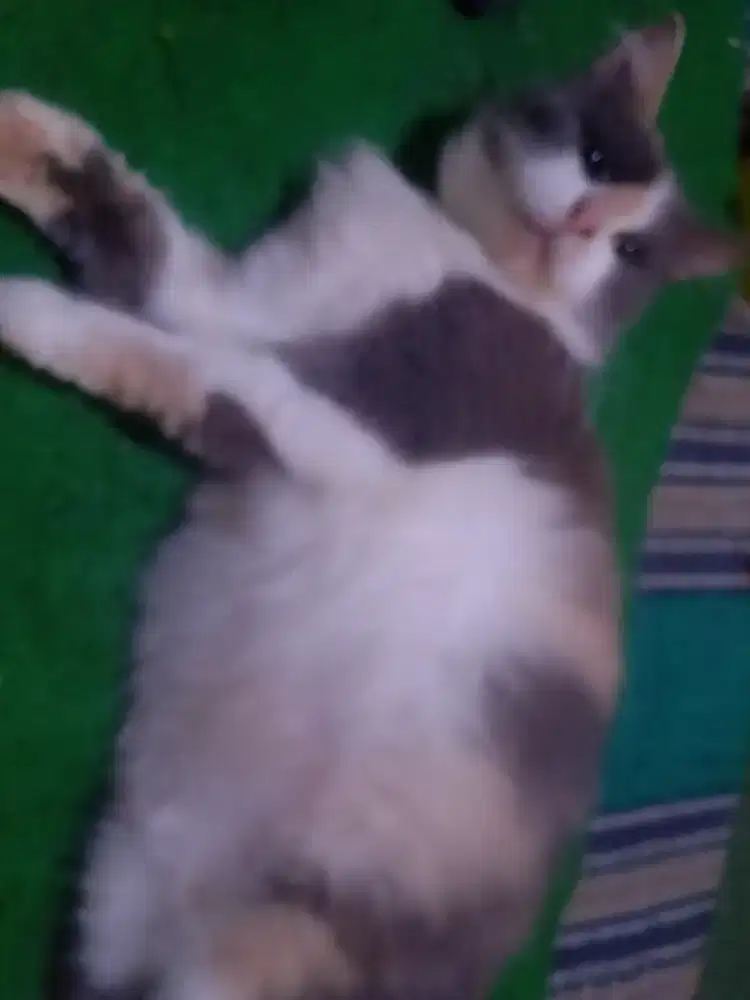 Jual kucing lucu