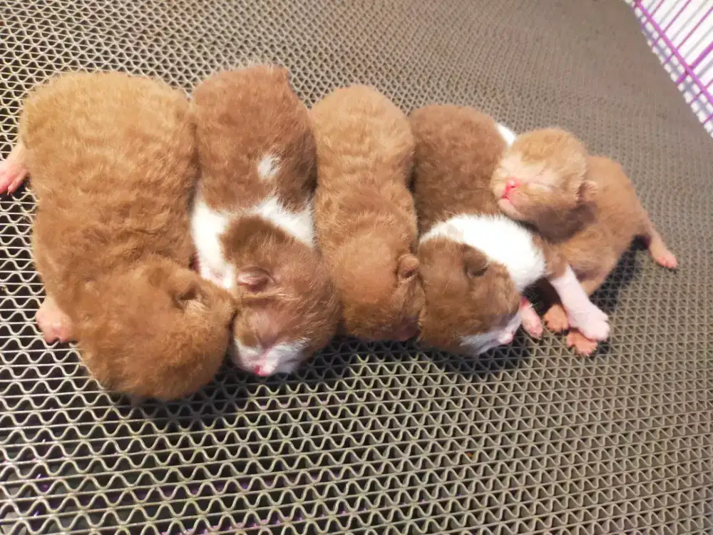 Kucing bsh cinnamon British shorthair ob