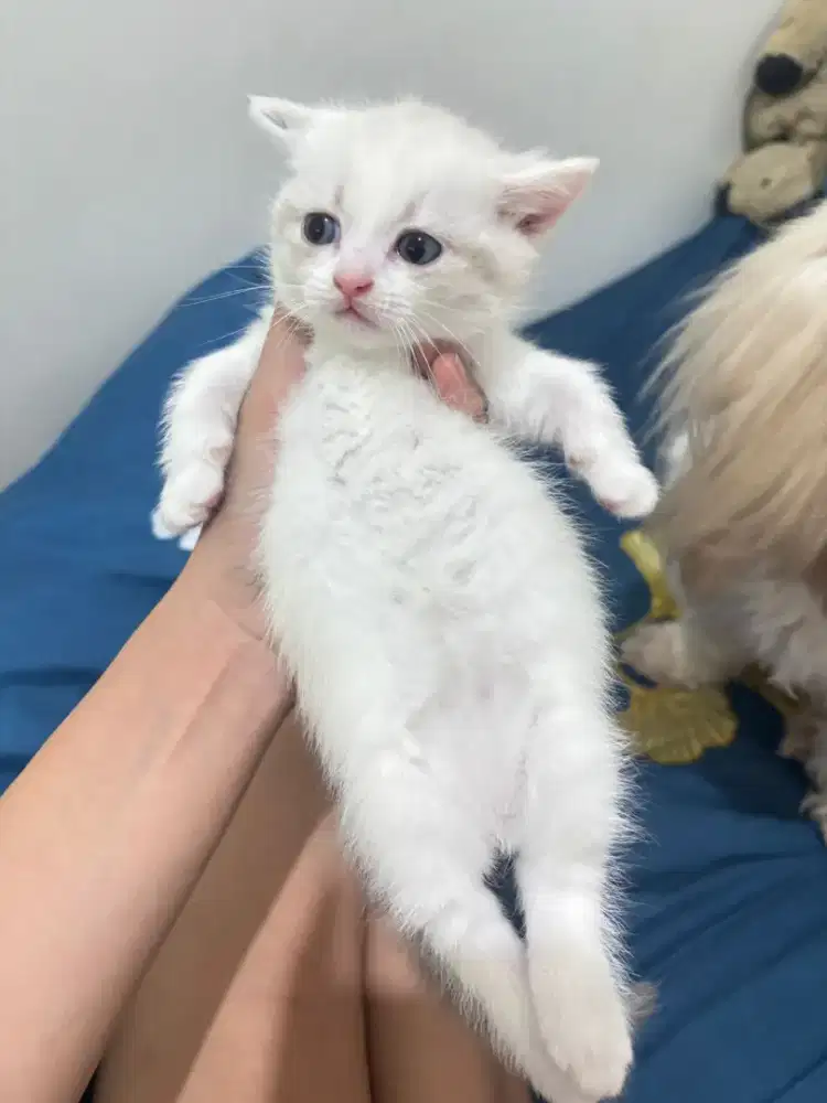 Dijual anakan Himalayan Munchkin x Persian