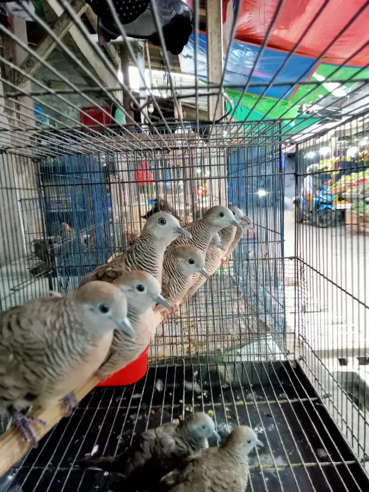 Burung perkutut jantan