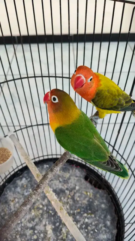 Jual burung Lovebird