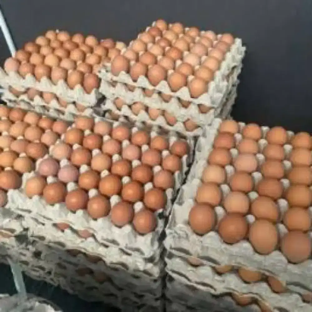 Telur ayam murah