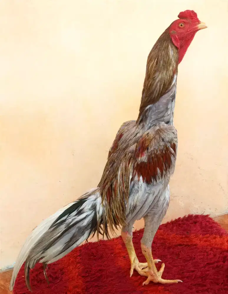 Ayam Line Bk x Magon, Umur 11 Bulan, Ukuran 4, Tulang Kasar + Mewah