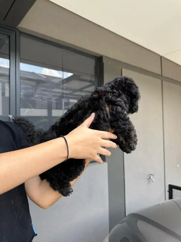 pure poodle kosongan