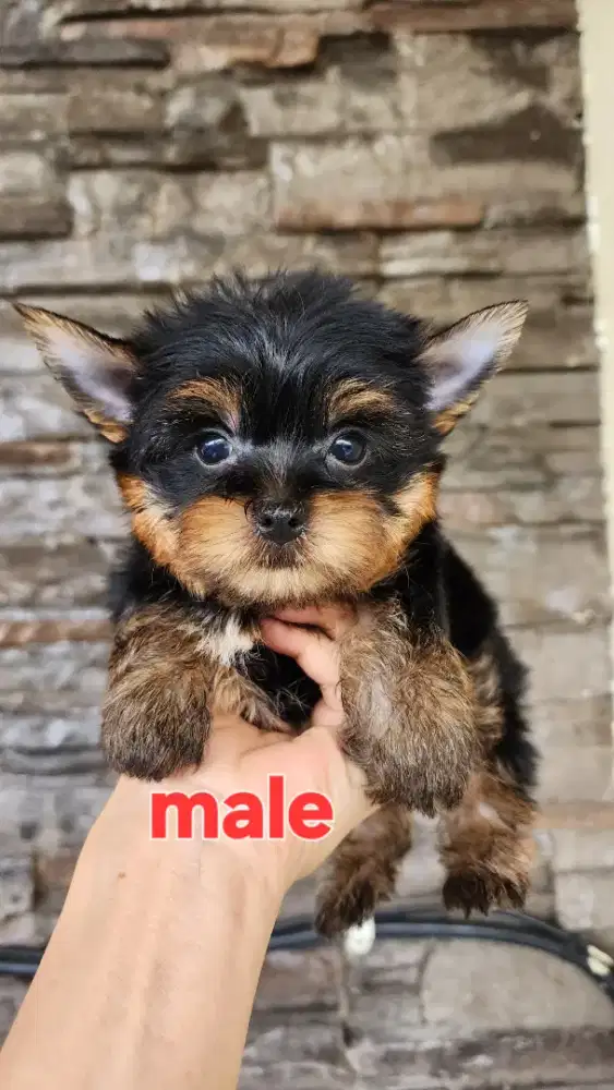 Yorkshire terrier