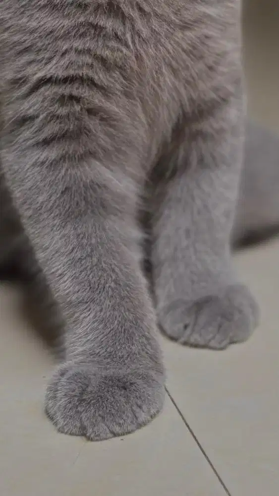 Scottish fold fortune kitten blue jdhin bsh munchkin copper eye