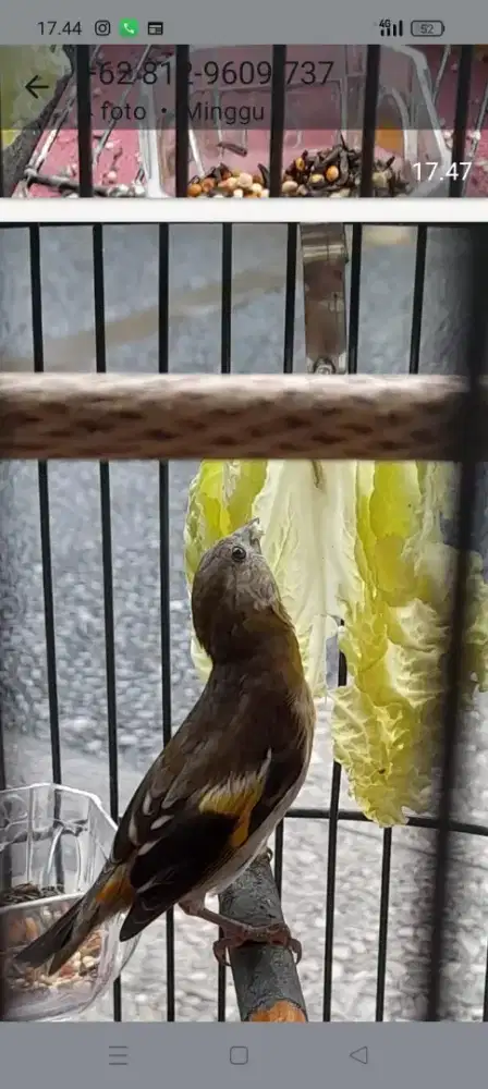 BURUNG REDSISKIN