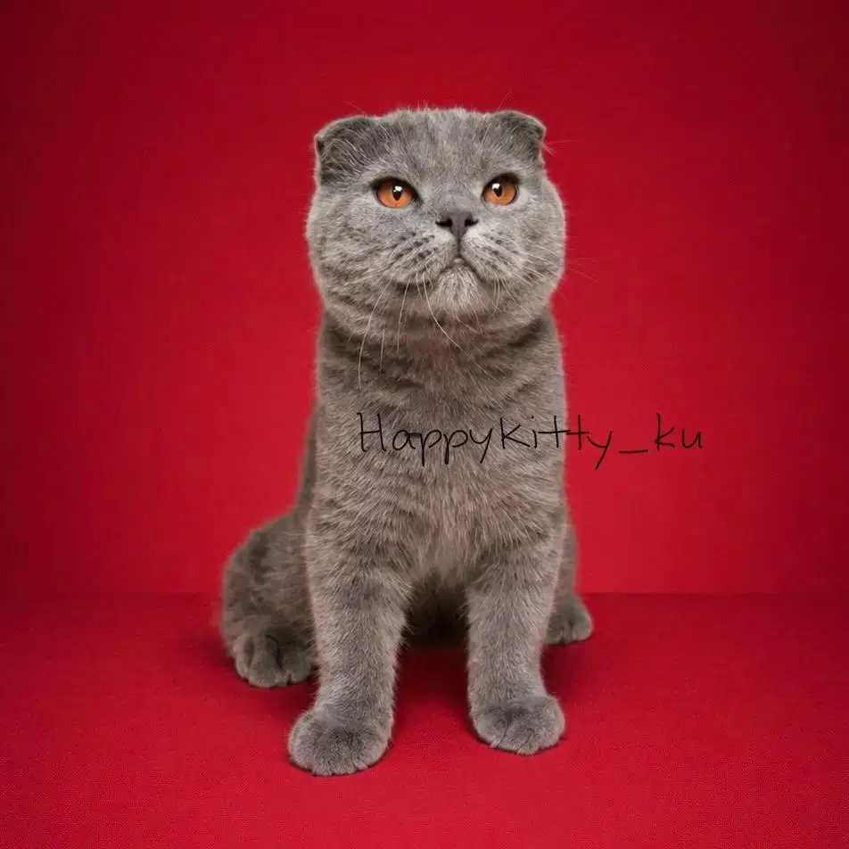 Scottish fold fortune cat blue jdhin bsh munchkin cooper eye line ped