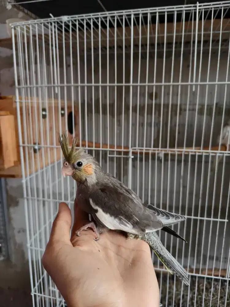 Burung falk parkit australia lolohan jitot