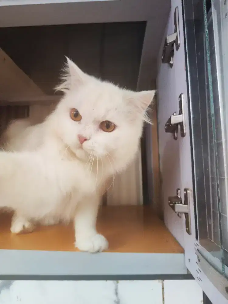 Persia medium persmed white super putih betina 4-5 bln pure blood big