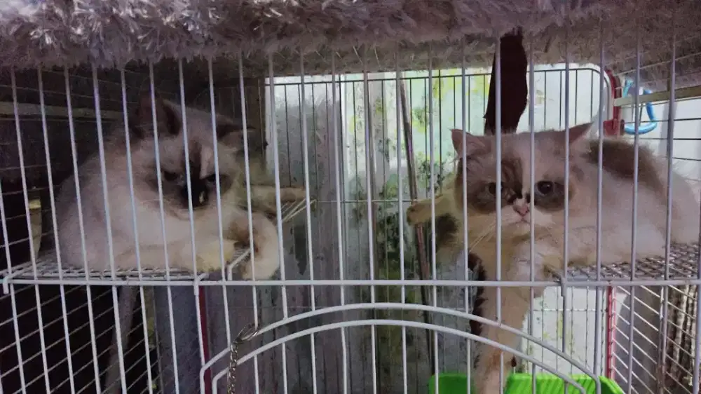 Adopt bermahar 2 betina midol