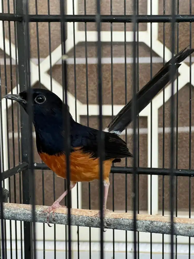 Burung Murai Balak 6 Asli Hutan Lhoong