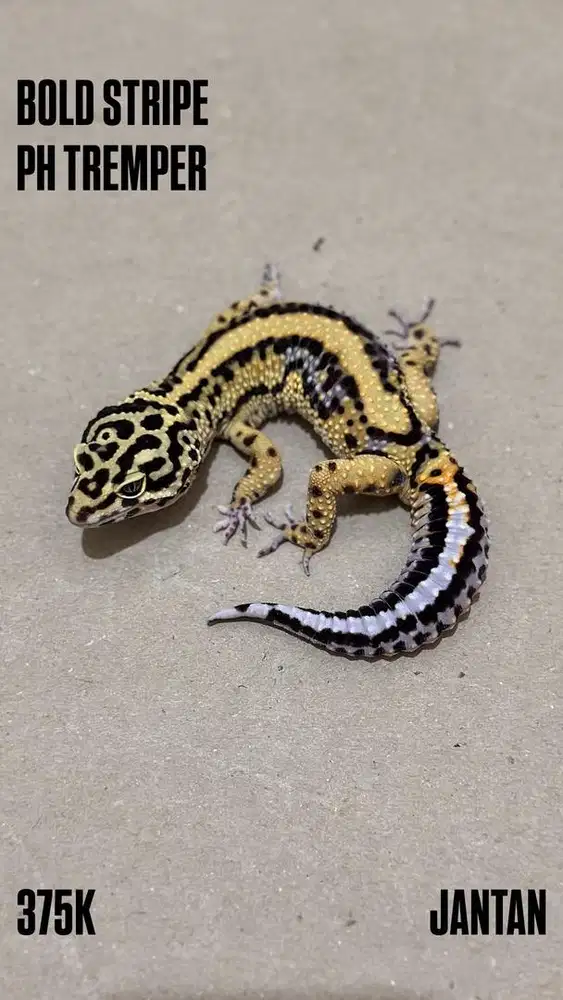 GECKO  BOLD STRIPE PH TREMPER JANTAN