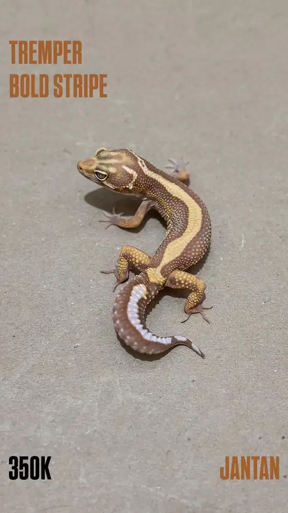 GECKO TREMPER BOLD STRIPE JANTAN