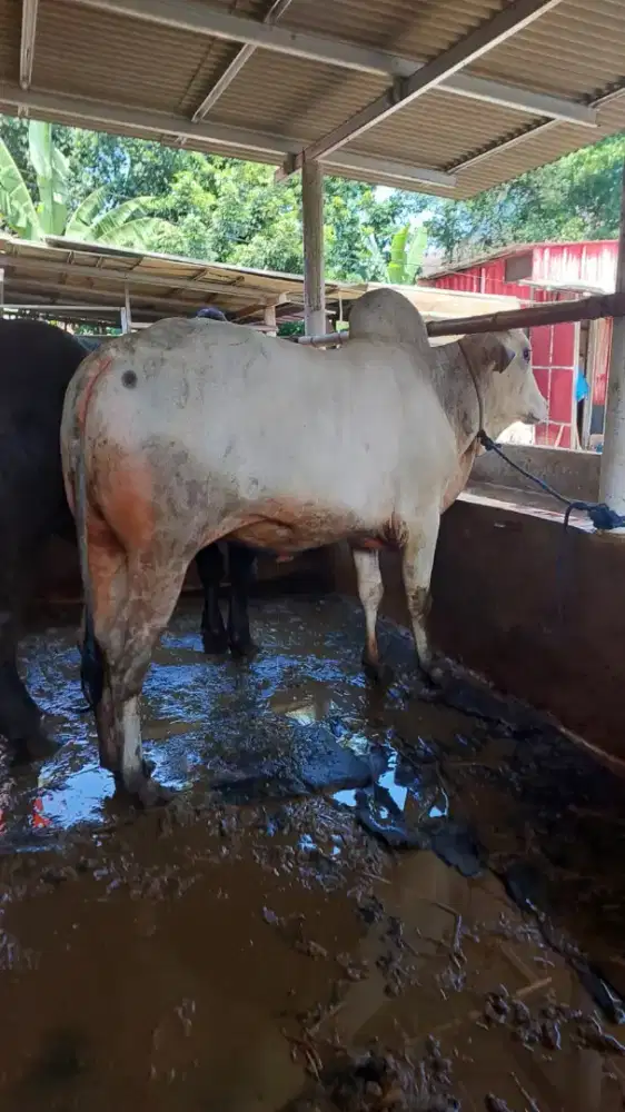 Sapi po untuk berat 500kg
